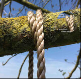 Wooden Tall Tree Swing - 6 metre ropes